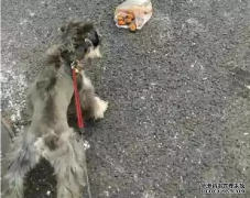 <b>狗狗亂撿東西吃怎么辦？——寵物百科知識</b>