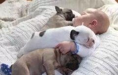 <b>怎么判別狗狗認你做主人？</b>