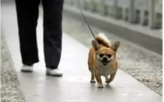 你真會遛狗嗎？-遛狗的過程中需要注意的一些問